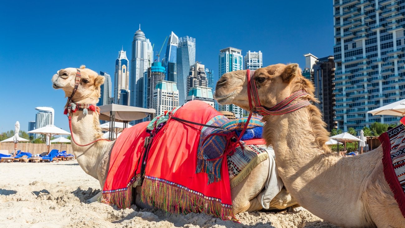 camels-on-dubai-jumeirah-beach-with-marina-skyscra-2023-11-27-04-55-30-utc