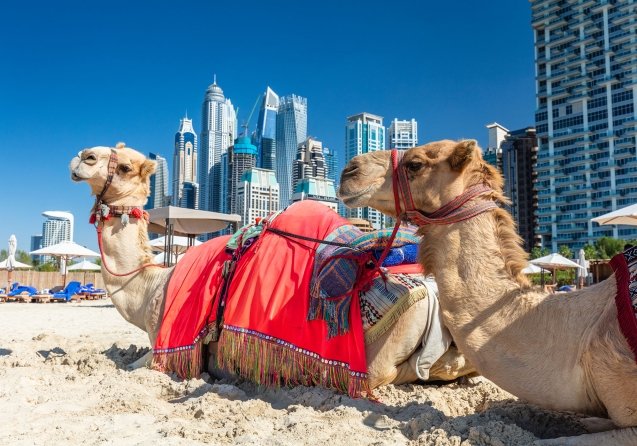 camels-on-dubai-jumeirah-beach-with-marina-skyscra-2023-11-27-04-55-30-utc