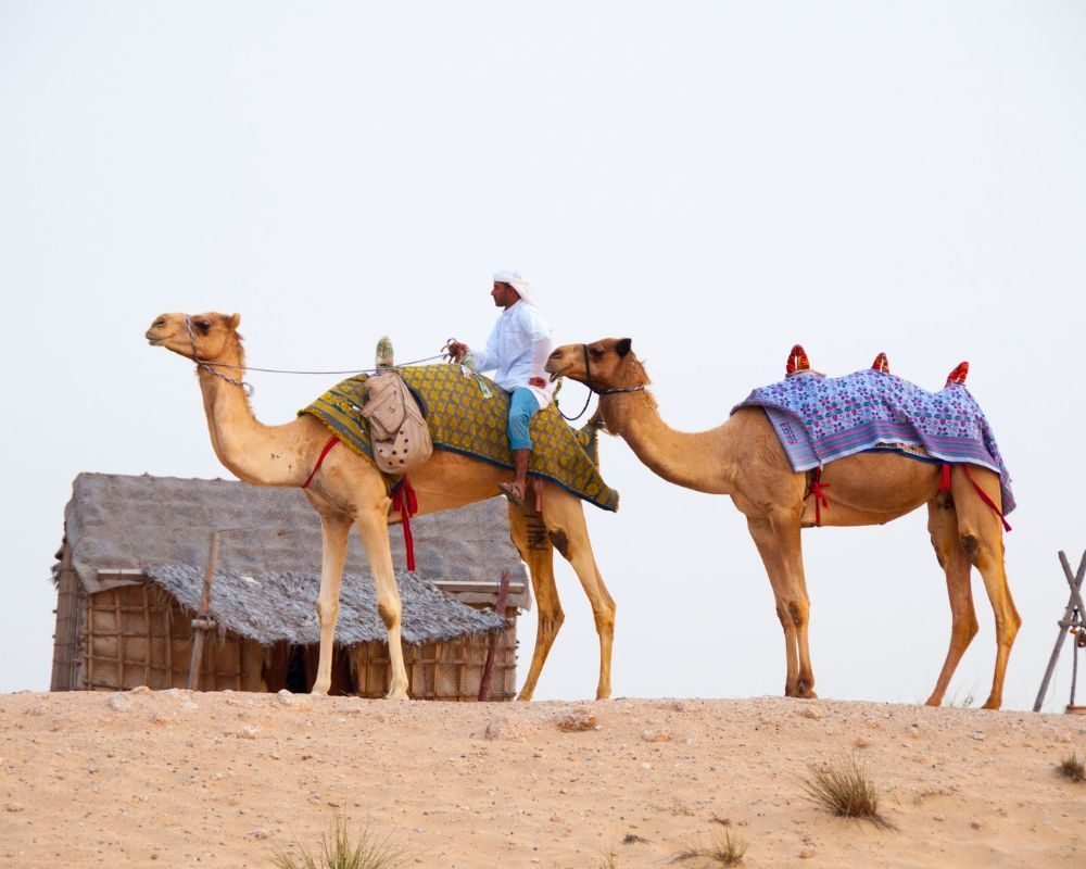 A man is sitting on Camels